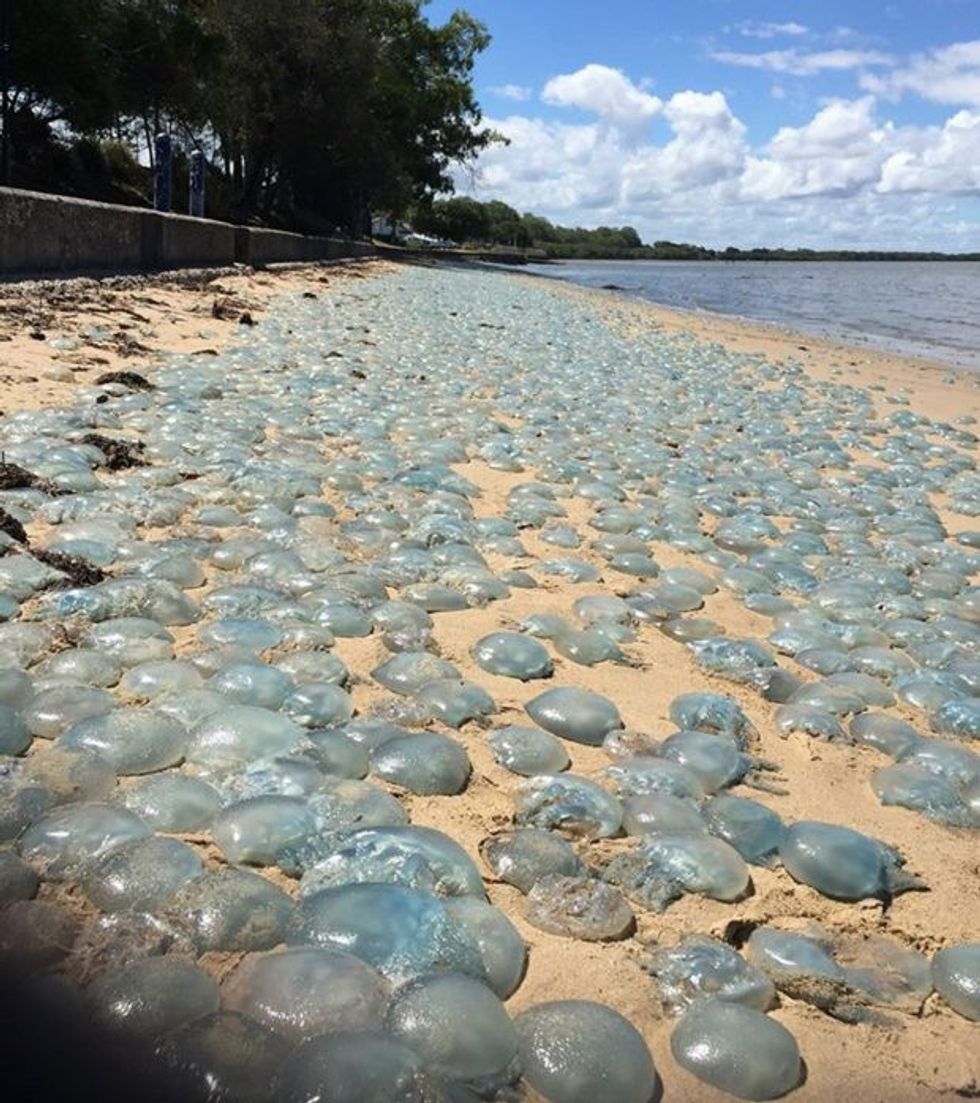 Fenomeni i rrallë nxjerrë në plazh qindra kandil deti foto 3