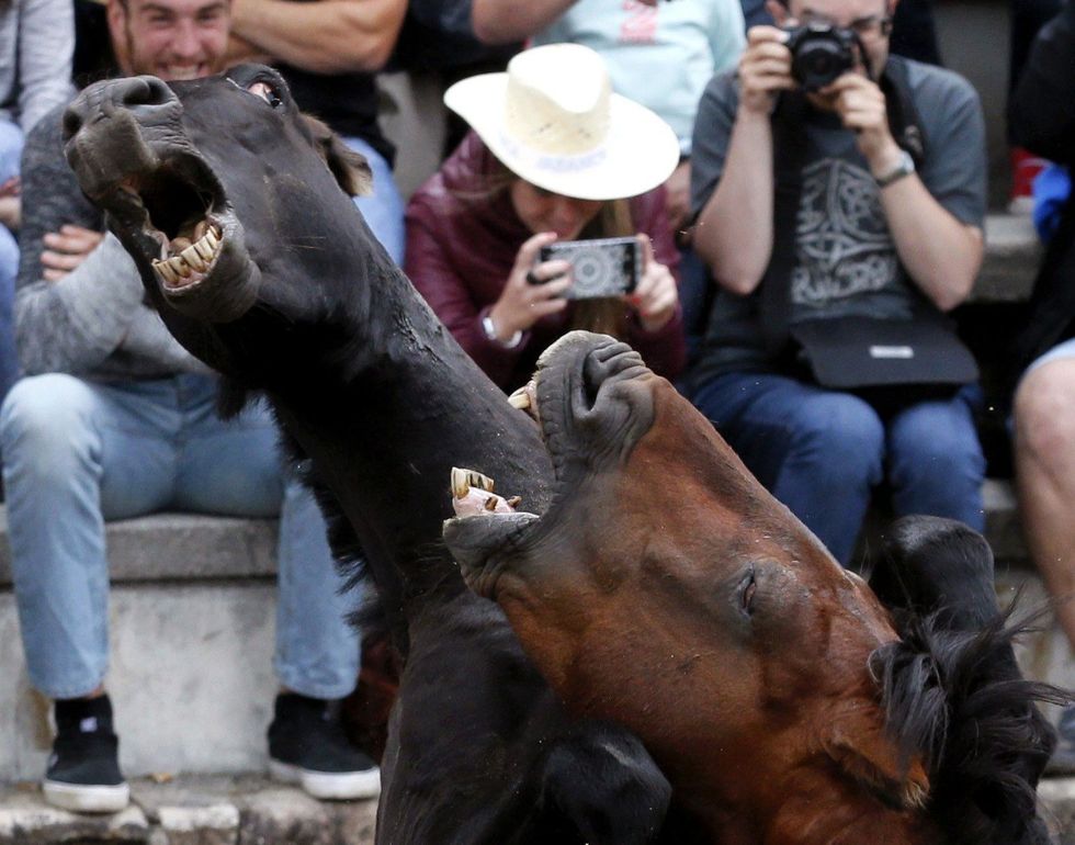 Festivali shqetësues ku kuajve të egër u shkulin jelat dhe bishtat për së gjalli foto 2