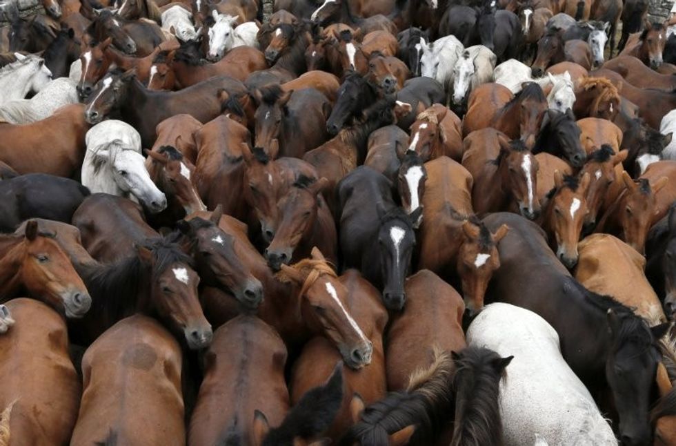 Festivali shqetësues ku kuajve të egër u shkulin jelat dhe bishtat për së gjalli foto 3