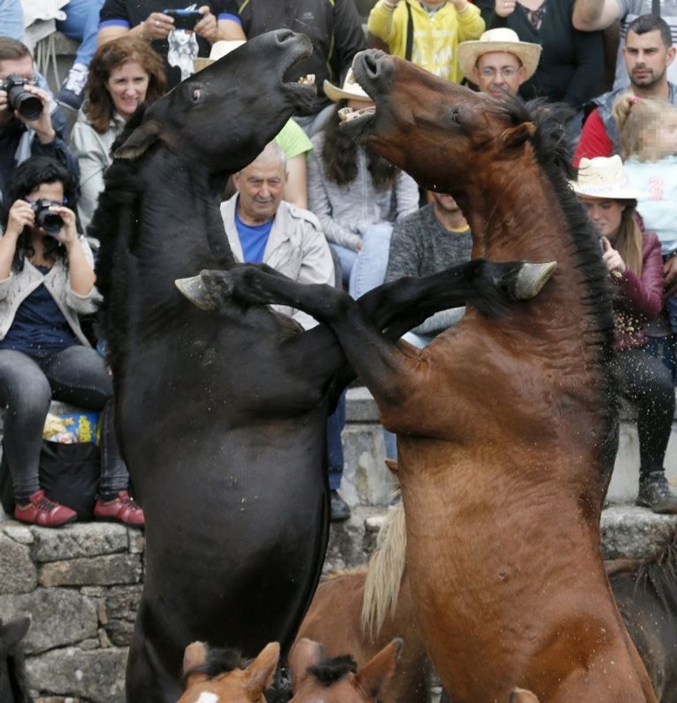 Festivali shqetësues ku kuajve të egër u shkulin jelat dhe bishtat për së gjalli foto 5