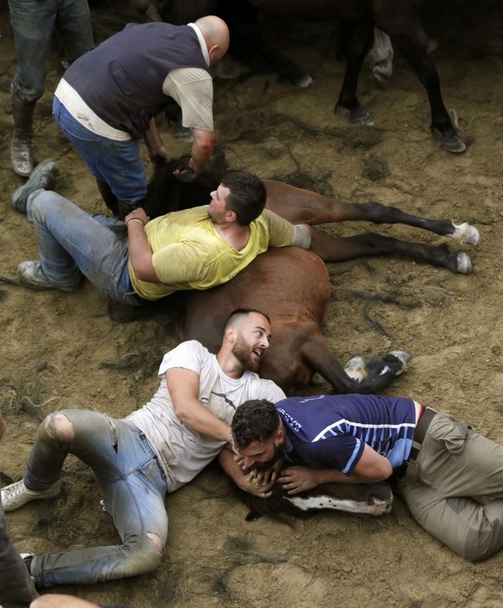 Festivali shqetësues ku kuajve të egër u shkulin jelat dhe bishtat për së gjalli foto 6