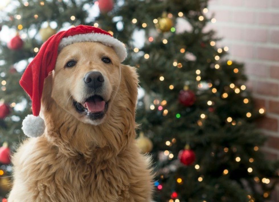 festive dog picture id861560094