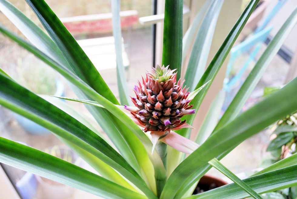 Festoi ditëlindjen duke ngrënë ananasin qe e kishte rritur per 20 vjet foto 2