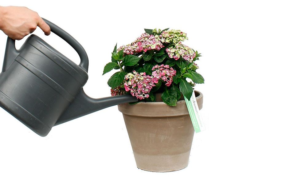 fff8 ld gortensia 12345678ff