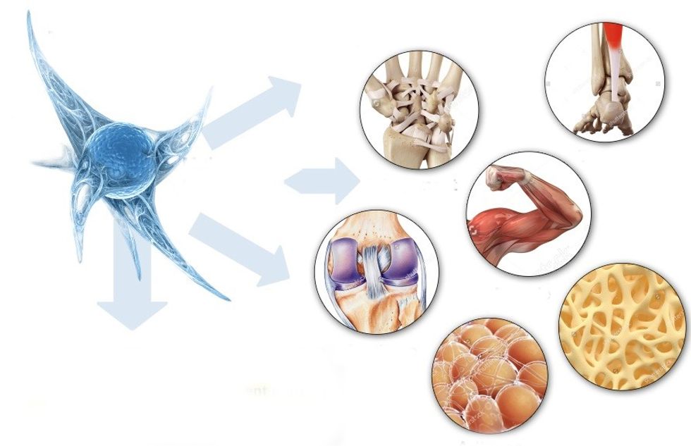 Figure 6. The Mesenchymal Stem Cell