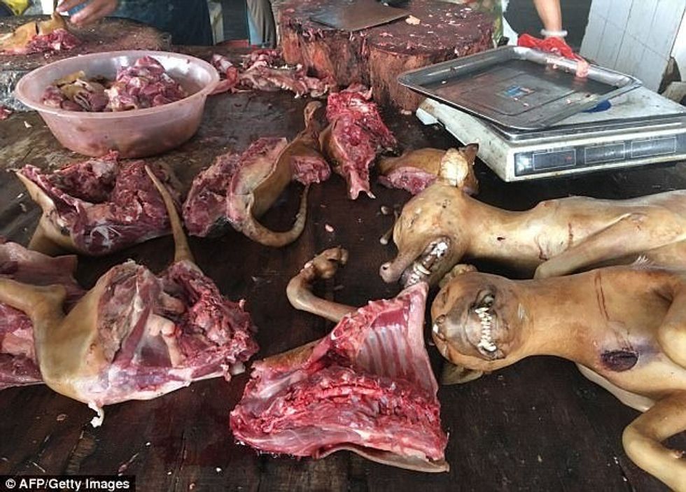 Fillon festivali famëkeq në Kinë ku festohet duke ngrënë mish qeni foto 10