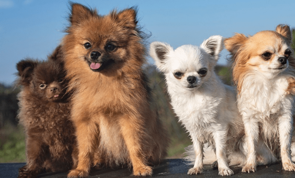 FireShot Capture 914 Pomeranian Mix with Chihuahua Puppies Google Search www.google.com