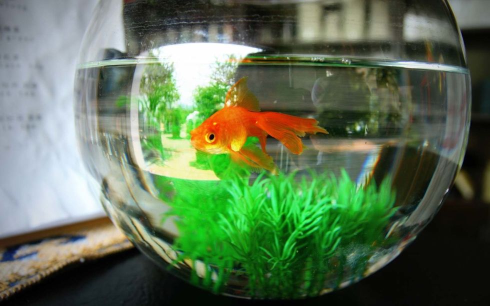 fish bowl goldfish HOTELFISH0917