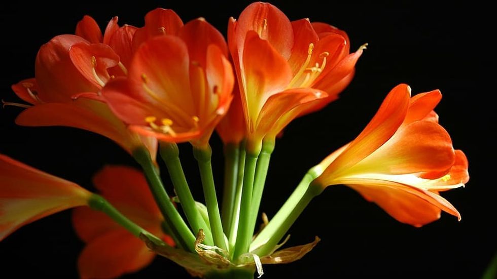 flower clivia miniata wallpaper