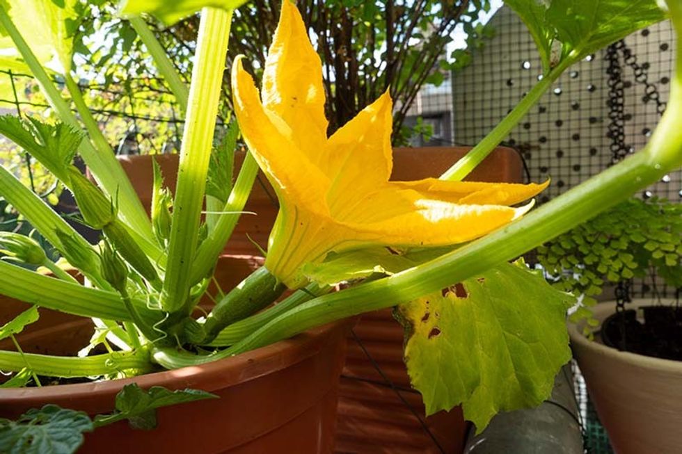 Flowering Zucchini Plants in Pots