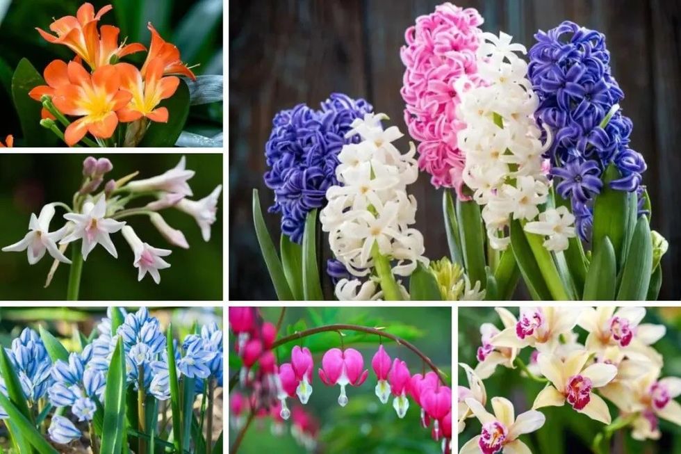 flowers similar to hyacinth nov102022 1