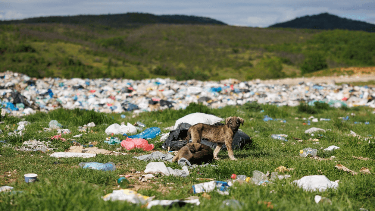FOUR PAWS: Deponitë e mbeturinave po ushqejnë rritjen e qenve endacakë në Kosovë, mbi 100 qen u sterilizuan në Podujevë FOUR PAWS: Deponitë e mbeturinave po ushqejnë rritjen e qenve endacakë në Kosovë, mbi 100 qen u sterilizuan në Podujevë
