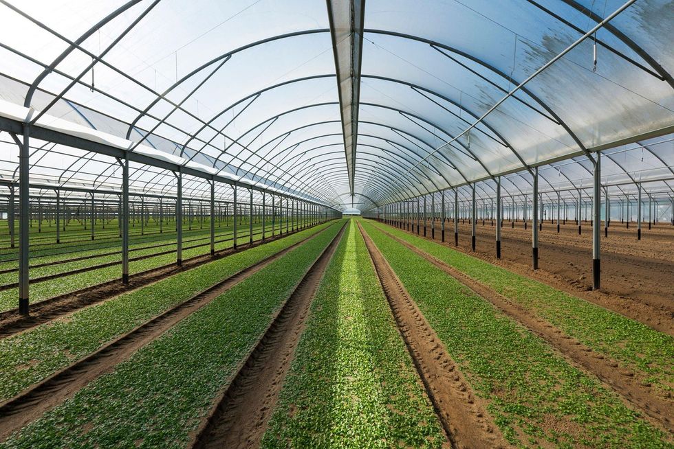 Komuna e Prishtinës shpall thirrjen për përkrahje me serra: Kush mund të aplikojë dhe cilat janë kriteret?