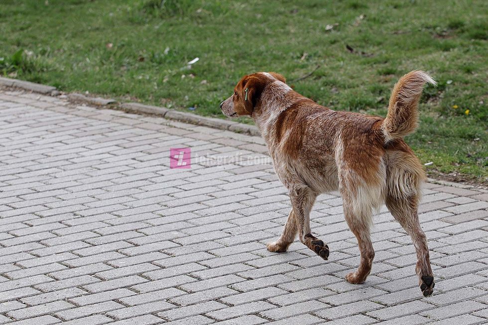 Dhjetëra qenë sulmojnë një 15-vjeçare në oborrin e QKUK-së, flasin nga Komuna e Prishtinës