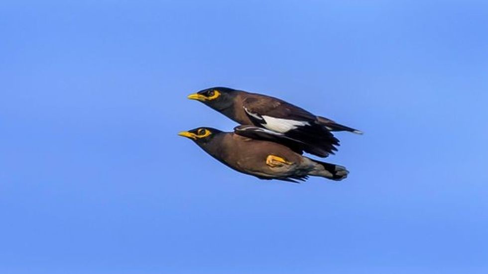 Fotografitë me kafshët në pozita të pazakonta ju bejne ti shikoni dy here foto 3