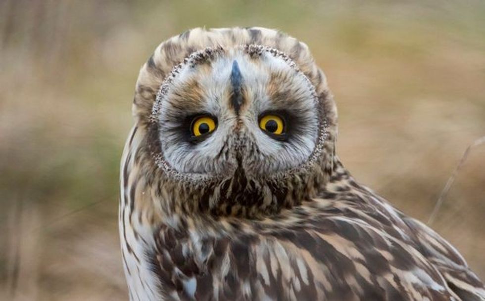 Fotografitë me kafshët në pozita të pazakonta ju bejne ti shikoni dy here foto 5