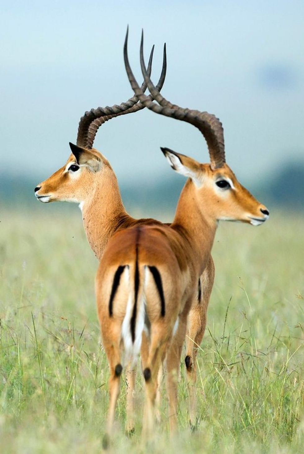 Fotografitë me kafshët në pozita të pazakonta ju bejne ti shikoni dy here foto 6