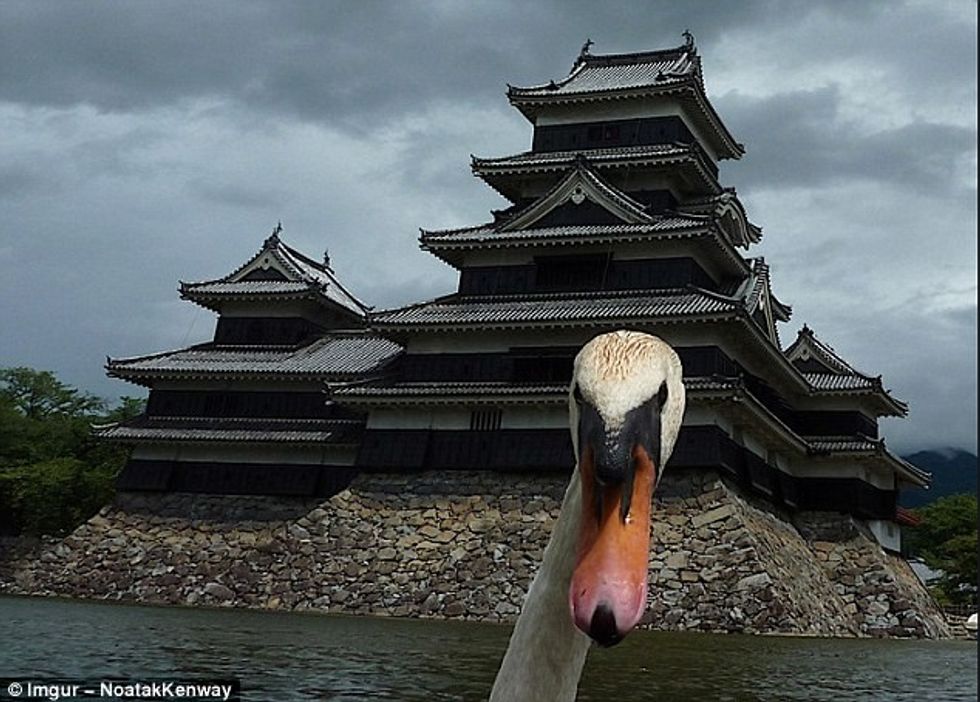 Fotografitë qesharake nga pushimet qe jane popullarizuar per arsye te pazakonta foto 6