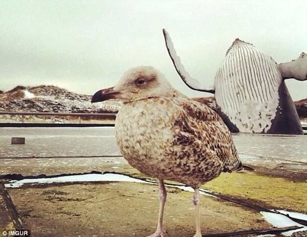 Fotografitë qesharake nga pushimet qe jane popullarizuar per arsye te pazakonta foto 9