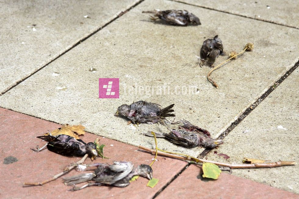 fotolajm - zogje te ngordhur nga shiu ne prishtine - foto ridvan slivova (1)