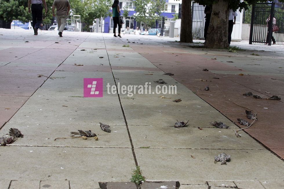 fotolajm - zogje te ngordhur nga shiu ne prishtine - foto ridvan slivova (2)