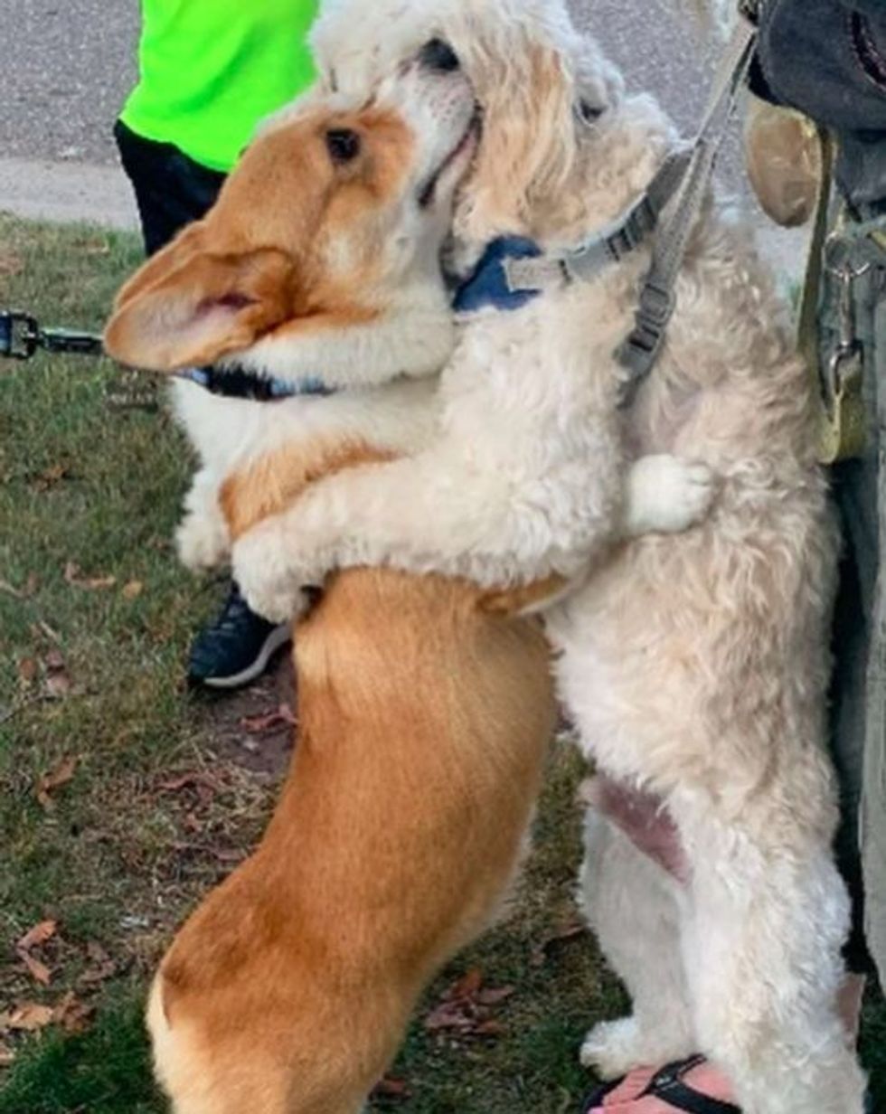 friendly corgi stops and hugs every single dog he meets on his walks1 1