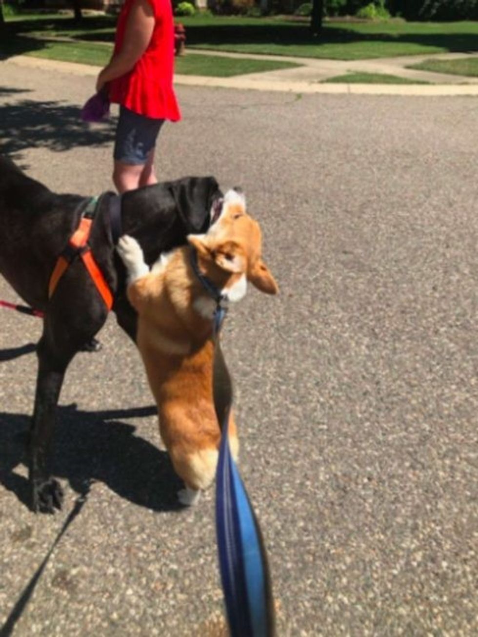 friendly corgi stops and hugs every single dog he meets on his walks2 1