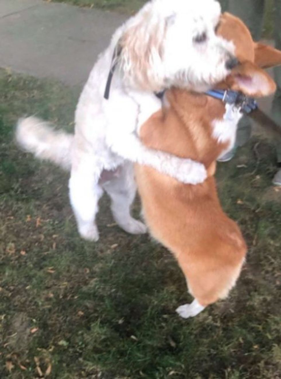 friendly corgi stops and hugs every single dog he meets on his walks4 1