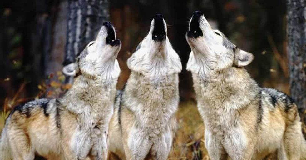 fun facts you should know about wolves u1