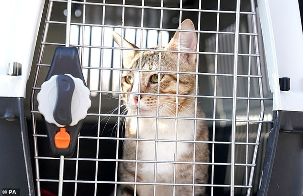 Futbolli mund të mos kthehet në shtëpi këtë vit, por macja Dave (në foto) sigurisht që po. Kyle Walker dhe John Stones vendosën të adoptojnë një mace mikpritëse endacake, me të cilën u miqësuan në bazën e tyre të hotelit në Al Wakrah.