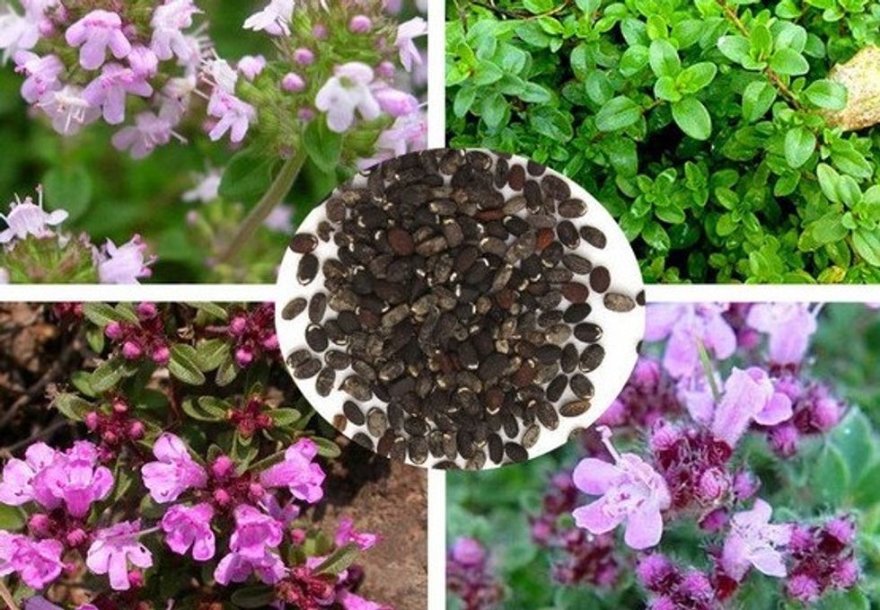 gallery_hero_il_fullxfull