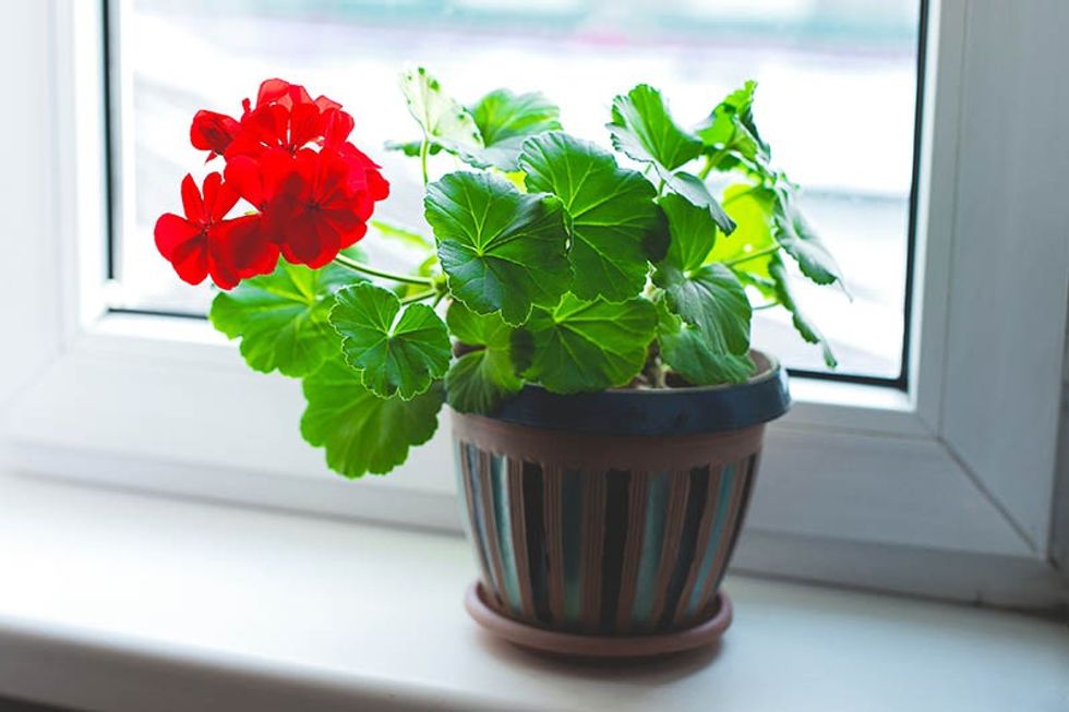 Geranium Plant Growing in a Pot on a Windowsill