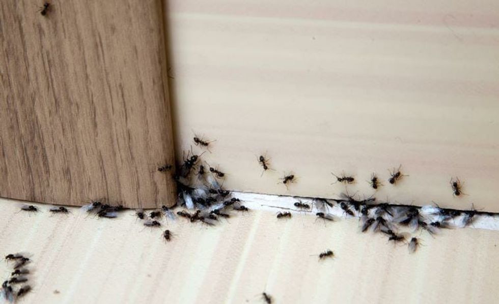 get rid of ants home