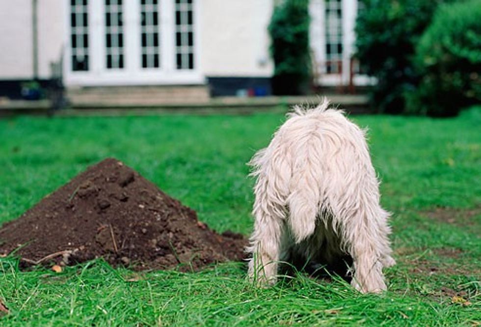 getty rm photo of dog digging in back yard