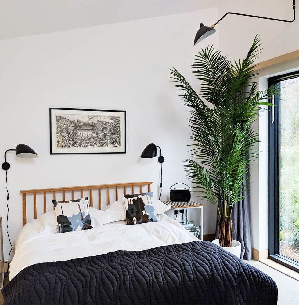 giant areca palm insitu