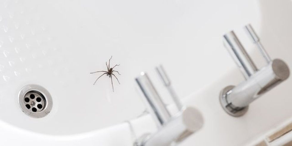 giant house spider in a bathroom royalty free image 1630665211