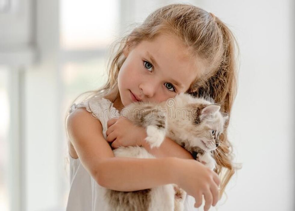 girl ragdoll kitten little child holding hugging pretty female kid feline domestic kitty pet home 230185181