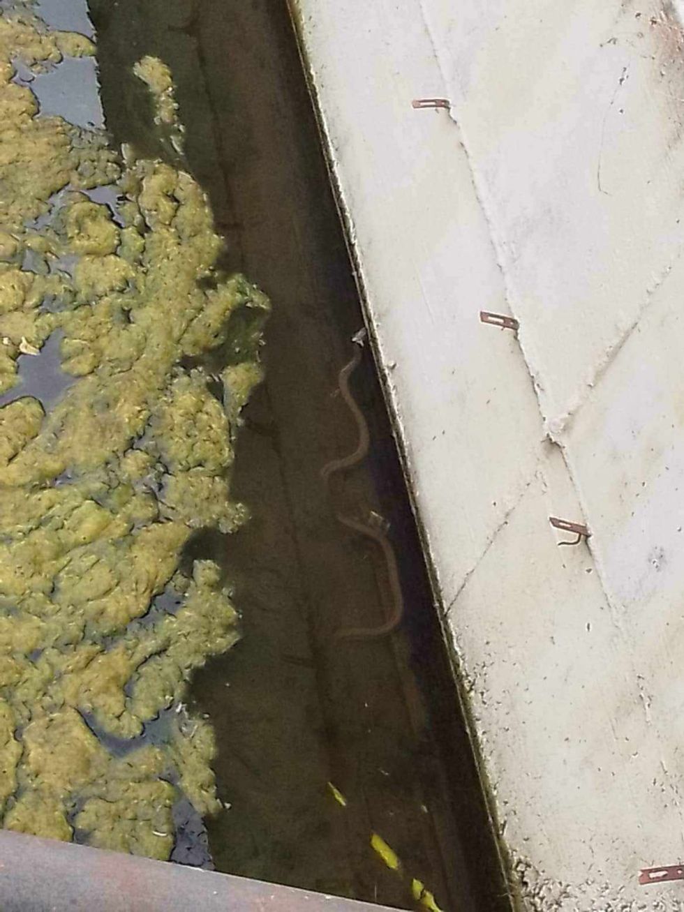 Gjarpinj ne lumin e Magures 1