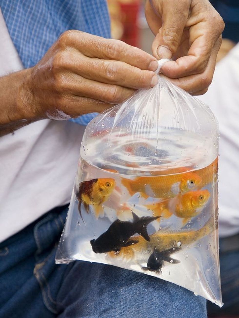 Gjërat e çuditshme që udhëtarët provuan ti fusin fshehtas ne aeroplan foto 3