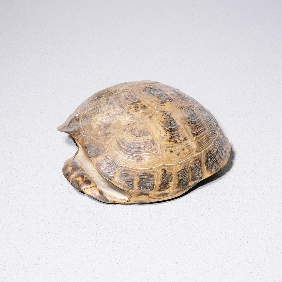 Gjërat më të çuditshme që njerëzit i kanë hedhur përmes tualetit foto 2