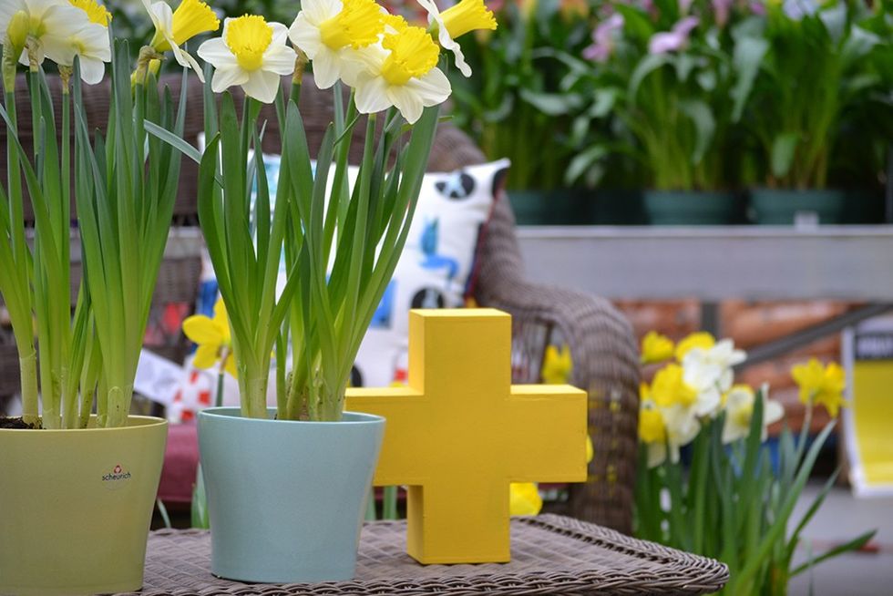 GL 02052017 daffodil