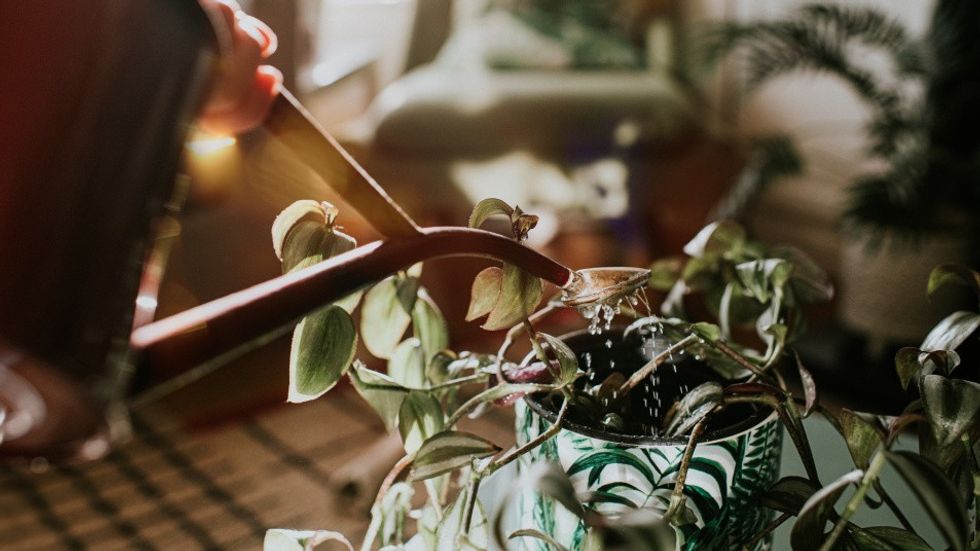 gnats on houseplants