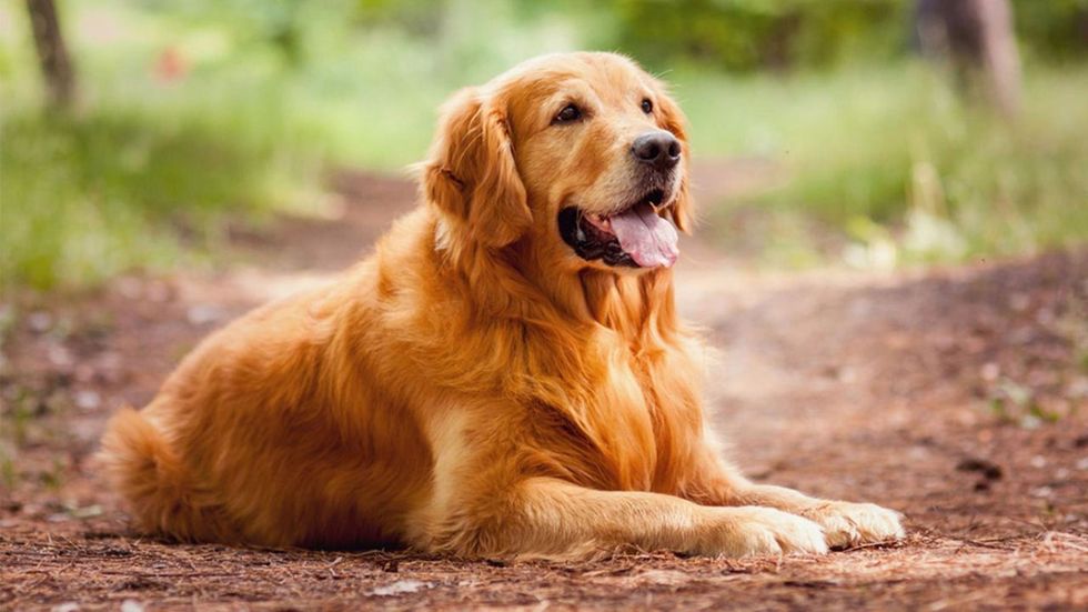 gold golden retriever