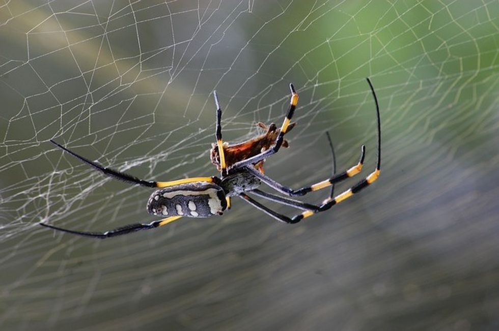 golden orb spider 281142 640