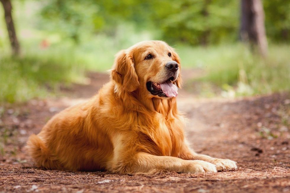 golden retriever Shutterstock