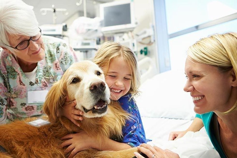 Golden Retriever therapy dog visiting a young girl in the hospital.20190811222316202 1