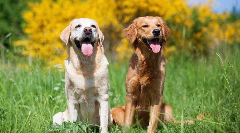 Golden Retriever vs Labrador Retriever 1
