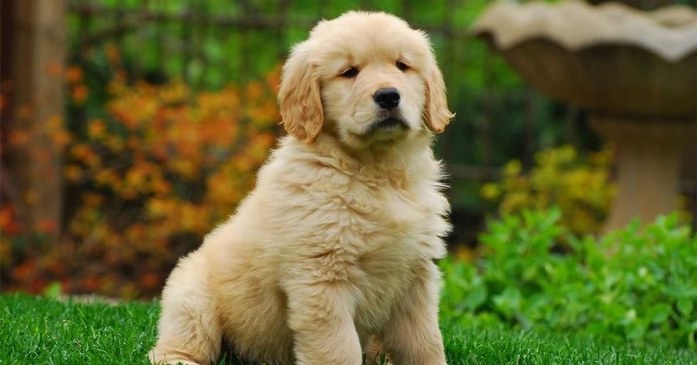 Golden Retriever