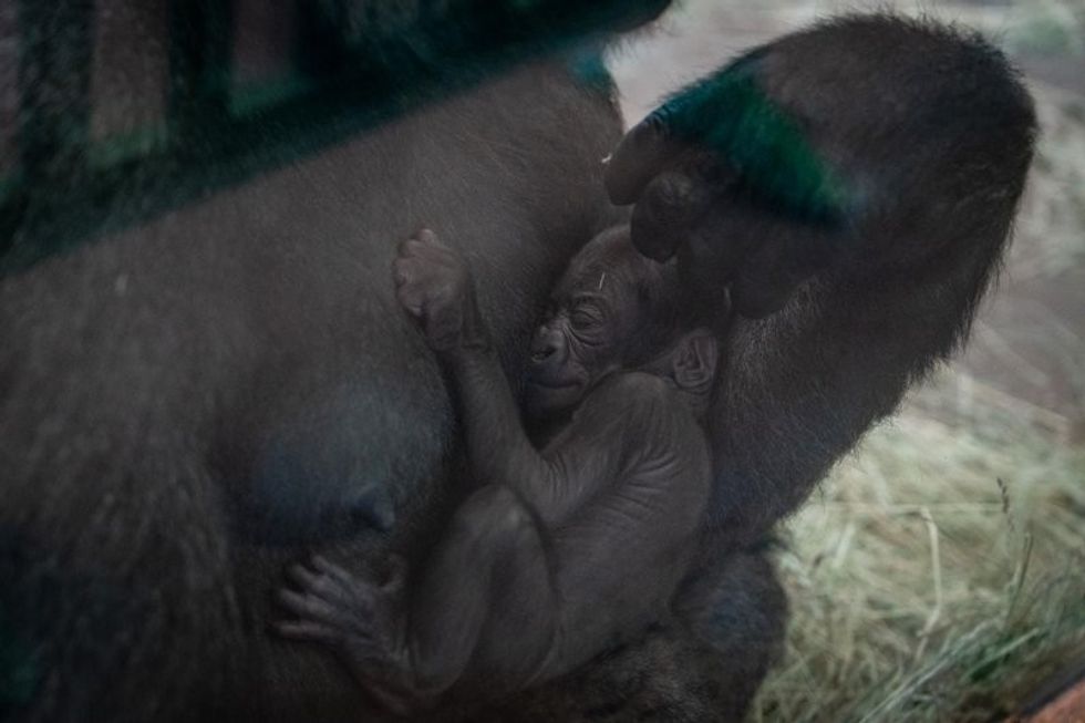 Gorilla mistakenly believed to be male gives birth at Columbus Zoo