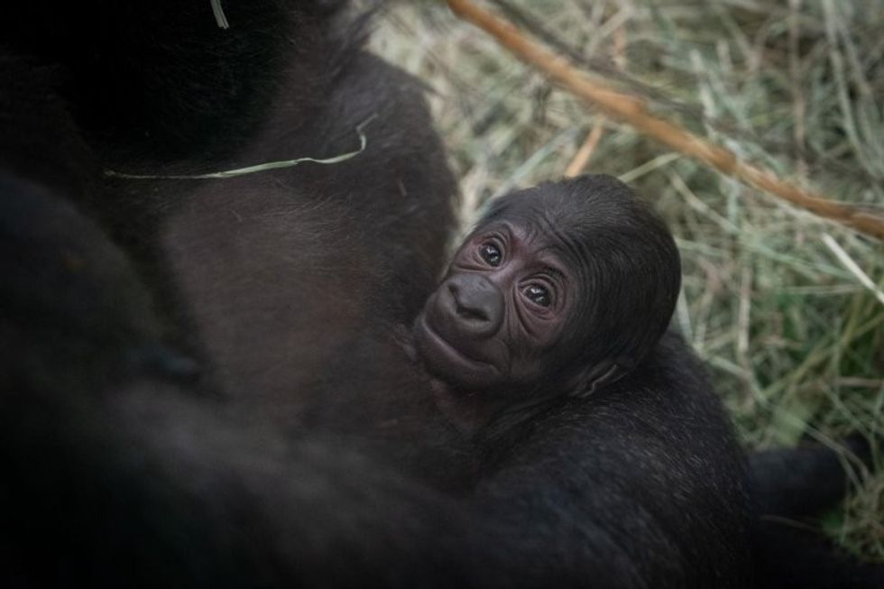 Gorilla mistakenly believed to be male gives birth at Columbus Zoo